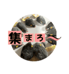 我が家のコジロウ（個別スタンプ：23）
