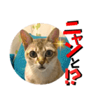 我が家のコジロウ（個別スタンプ：25）