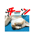 我が家のコジロウ（個別スタンプ：27）