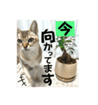 我が家のコジロウ（個別スタンプ：29）