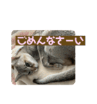我が家のコジロウ（個別スタンプ：31）