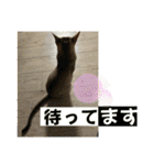 我が家のコジロウ（個別スタンプ：32）