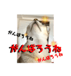 我が家のコジロウ（個別スタンプ：35）