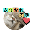 我が家のコジロウ（個別スタンプ：37）