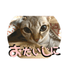 我が家のコジロウ（個別スタンプ：38）