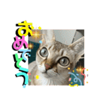 我が家のコジロウ（個別スタンプ：39）