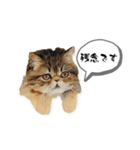 nikoponpon（個別スタンプ：23）