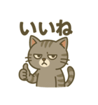 ツンデレしまねこ（個別スタンプ：3）