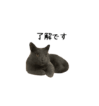 うちの猫がごあいさつします（個別スタンプ：1）