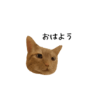 うちの猫がごあいさつします（個別スタンプ：2）