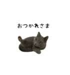 うちの猫がごあいさつします（個別スタンプ：3）