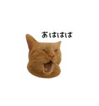 うちの猫がごあいさつします（個別スタンプ：4）