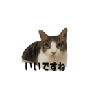 うちの猫がごあいさつします（個別スタンプ：5）