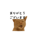 うちの猫がごあいさつします（個別スタンプ：6）