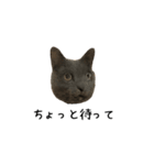 うちの猫がごあいさつします（個別スタンプ：7）