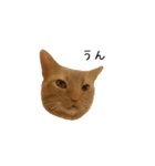 うちの猫がごあいさつします（個別スタンプ：8）