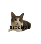 うちの猫がごあいさつします（個別スタンプ：9）
