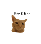 うちの猫がごあいさつします（個別スタンプ：10）