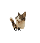 うちの猫がごあいさつします（個別スタンプ：11）