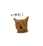 うちの猫がごあいさつします（個別スタンプ：12）