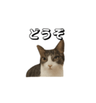 うちの猫がごあいさつします（個別スタンプ：13）