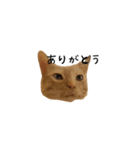うちの猫がごあいさつします（個別スタンプ：14）