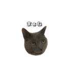 うちの猫がごあいさつします（個別スタンプ：15）