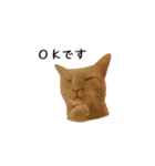 うちの猫がごあいさつします（個別スタンプ：16）