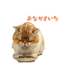 nekoパラダイス（個別スタンプ：8）