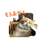 nekoパラダイス（個別スタンプ：37）