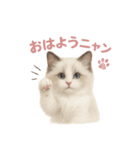 子ネコverラグドール（個別スタンプ：2）