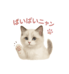 子ネコverラグドール（個別スタンプ：5）