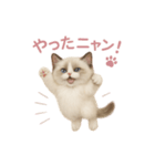 子ネコverラグドール（個別スタンプ：8）