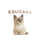子ネコverラグドール（個別スタンプ：16）