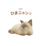子ネコverラグドール（個別スタンプ：20）