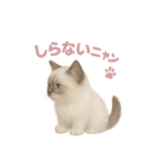子ネコverラグドール（個別スタンプ：27）