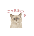 子ネコverラグドール（個別スタンプ：29）