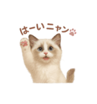 子ネコverラグドール（個別スタンプ：31）