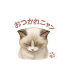 子ネコverラグドール（個別スタンプ：35）