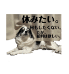 ちくわとほたて2（個別スタンプ：13）