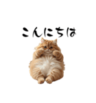 猫ちゃんたち 猫 猫（個別スタンプ：23）