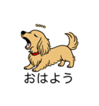 名前入りダックスロングイエロー（個別スタンプ：3）