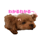 鈴木家1位権力犬るい殿（個別スタンプ：1）
