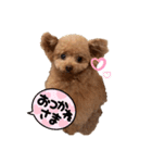 鈴木家1位権力犬るい殿（個別スタンプ：3）