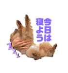 鈴木家1位権力犬るい殿（個別スタンプ：4）