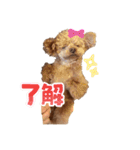 鈴木家1位権力犬るい殿（個別スタンプ：6）