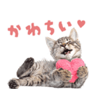 にゃんとも！かわいいしか勝たんハート子猫（個別スタンプ：1）