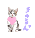 にゃんとも！かわいいしか勝たんハート子猫（個別スタンプ：2）