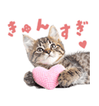 にゃんとも！かわいいしか勝たんハート子猫（個別スタンプ：3）