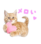 にゃんとも！かわいいしか勝たんハート子猫（個別スタンプ：5）